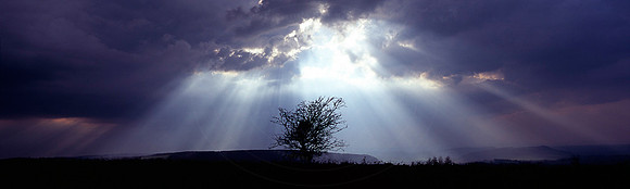 Sun rays and lone tree, May Hill