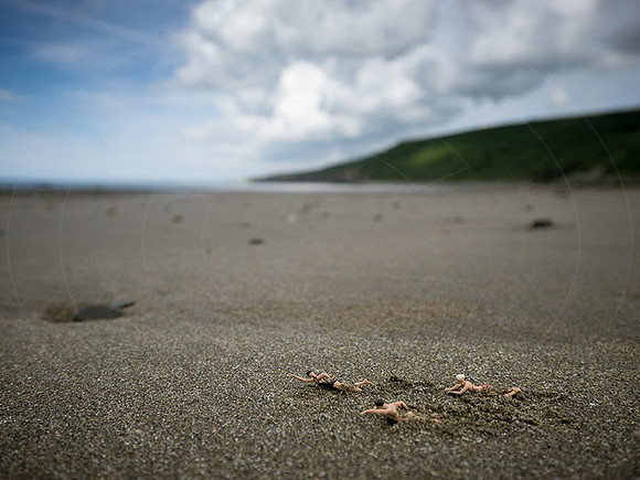 NM-LP-SwimToSea-1w
