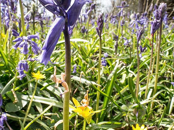 BluebellGirls-1w