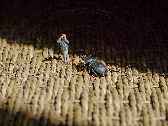 NM-LP-BeetlePhoto-1w