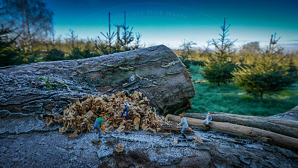NM-LP-TimberBoys-1w