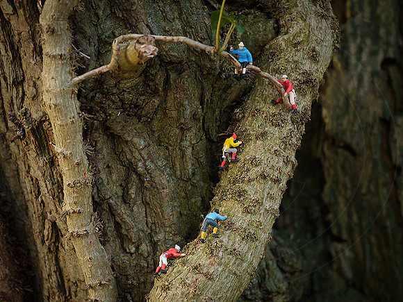 NM-LP-Tree-Ascent-1w