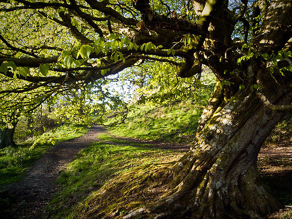 g-CroftTree1