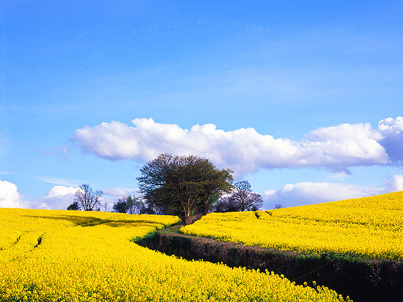 g-LoneTree1
