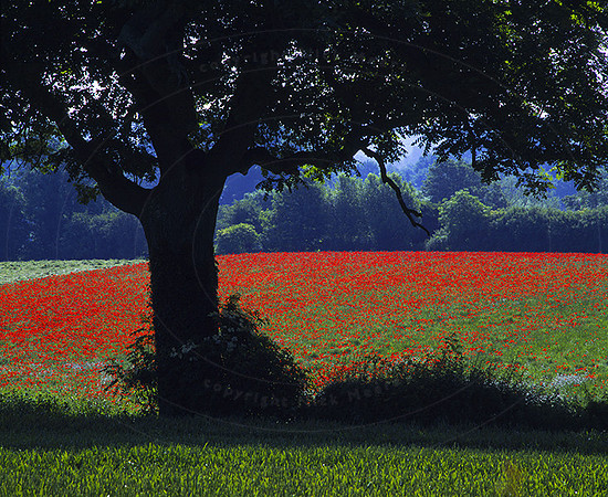 NT poppies w